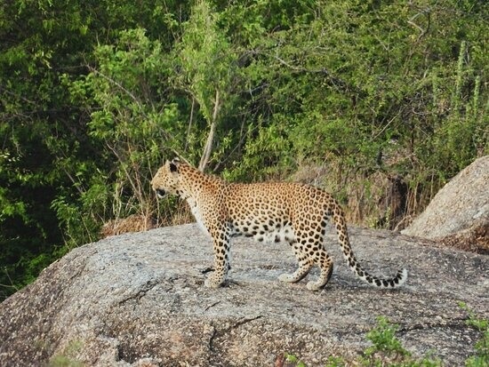 Golden Triangle with Ranthambore